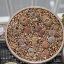 애지중지 이미지