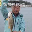 바다낚시, 큰 수조기 한마리... 이번 주 주말에 낚시 다녀 오세요. 이미지