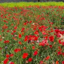 영천지구 전승비 | 영천 꽃구경 명소 영천생태지구공원 보라유채꽃 후기
