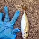 명문 김치찌개전문점 이미지