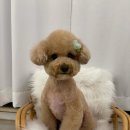 하오하개 이미지