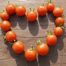 토마토요양병원 이미지