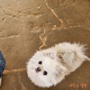 치와와 둥지 | 화성 할아버지 동물농장 후기/입장료/주차/쉬는날/주변 맛집/아이와 함께/데이트/주말