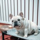 넥서스켄넬 이미지