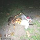 The incredible moment a giant crab that's 'as strong as a lion' crushes and kills a BIRD after climbing up a tree to attack it by LIZ DUNPHY 이미지