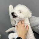 프렌즈도그 미용실 광주 서구점 이미지