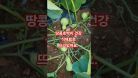 땅콩호박이 건강 식재료로 뜨고있다./버터넛스쿼시 #참샘골호박농원