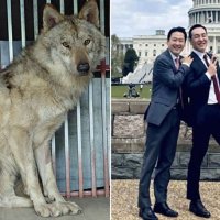 똑같이 10일 비웠는데 ‘국민늑대’ 늑구 VS 야권서도 비판받는 장동혁···“비교당한 늑구 불쾌할 수 있어”