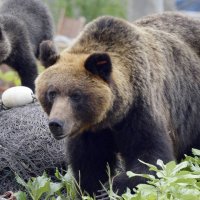 겨울잠 깬 곰이 日 경찰 습격…피해 추정 시신까지 발견돼