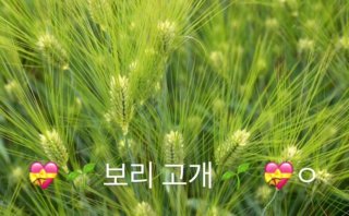 보리고개 이미지