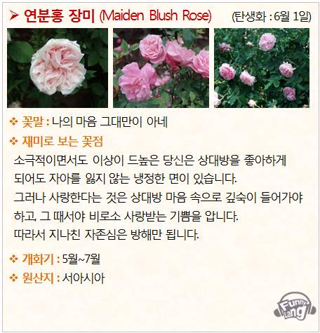 [꽃말 모음/탄생화] 연분홍 장미 (Maiden Blush Rose) - 6월 1일