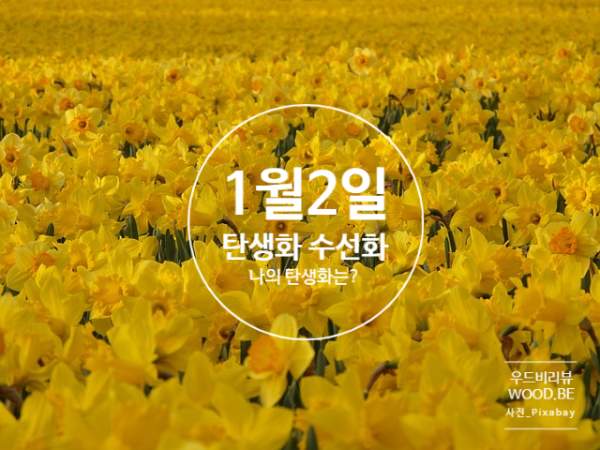 1월 2일 오늘의 탄생화, 노랑수선화 꽃말