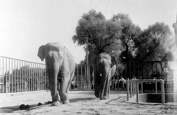 창경원의 두 코끼리. 29년 간의 창경원 생활.