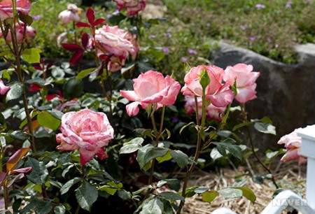 6월 1일 탄생화: 오늘의 탄생화- 연분홍 장미(Madine Blush Rose)