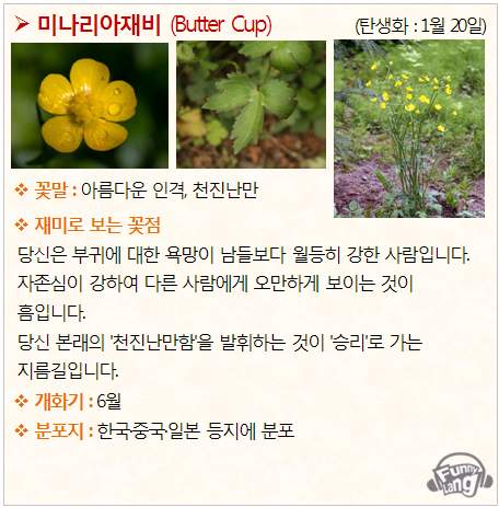 [꽃말모음/탄생화] 미나리아재비 (Butter Cup) - 1월20일
