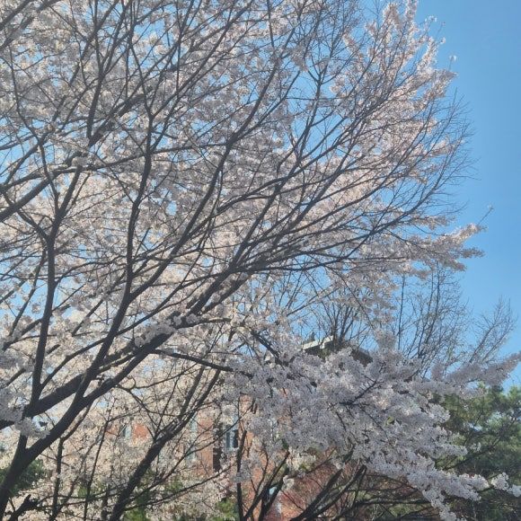 떡순이 추천 떡 맛집 (안국 '비원떡집' 방문기)