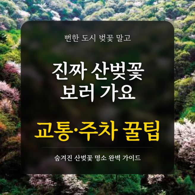 도시 벚꽃 말고 진짜 '산벚꽃' 보러 갈 사람? (주차/교통 꿀팁 포함)