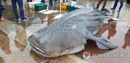 부산 북항 친수공원 무태상어 출몰 현장