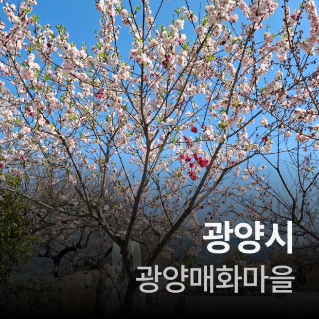 나의 광양시 여행(홍쌍리청매실농원/시내식당)