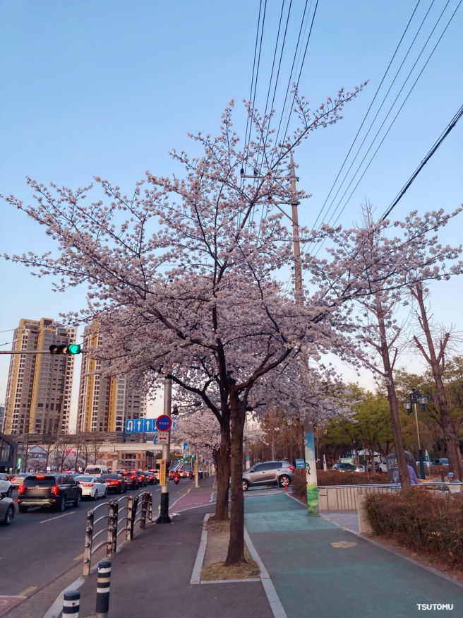 수성못 맛집 대구 만수통닭 메뉴 전기구이 마늘종 무침 내돈내산 벚꽃 엔딩