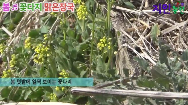 꽃다지 이미지