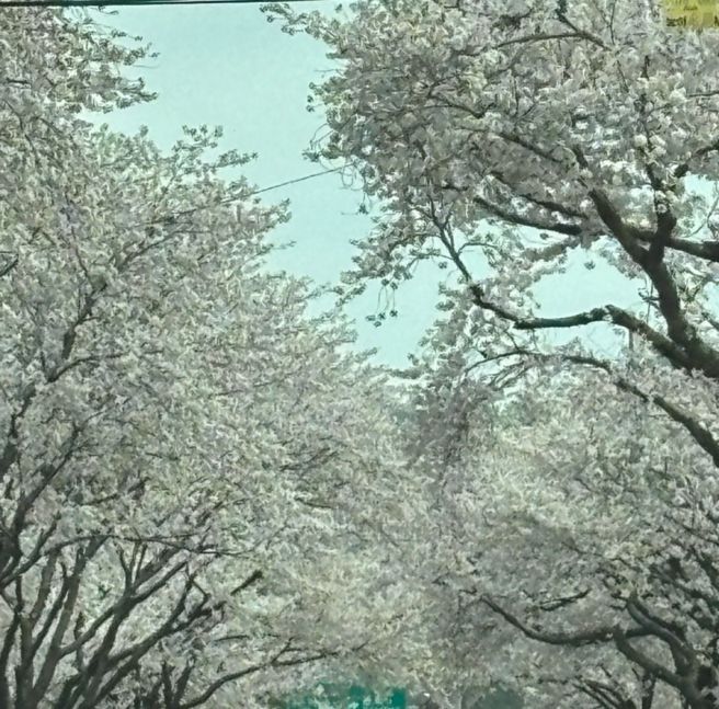 금산 도리뱅뱅이 / 어죽 맛집 야외 금강 뷰 식당- 남촌가든