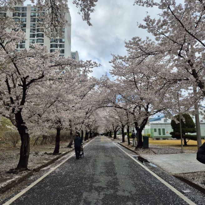 제목: 벚꽃구경 실컷 함💖