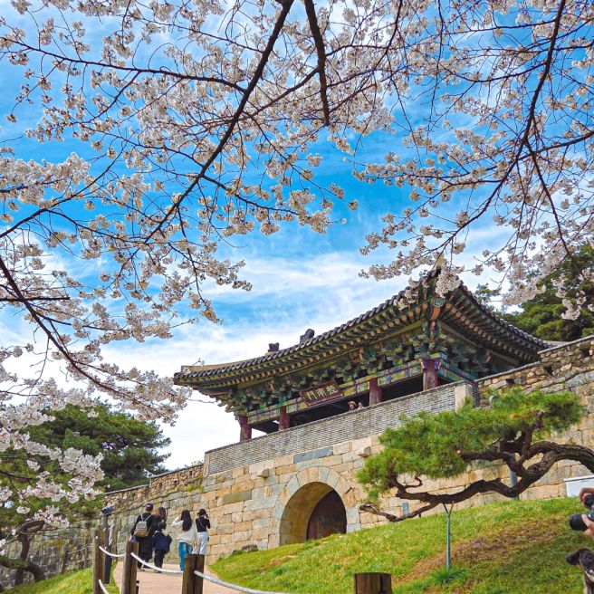 청주 벚꽃명소 상당산성 벚꽃 실시간 개화 코스추천 자연마당 진미집