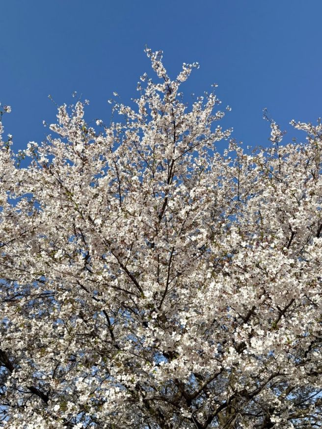 [경주] 경주 야장 맛집 암행어사농원 / 야외 솥뚜껑 삼겹살 / 애견동반 / 벚꽃맛집