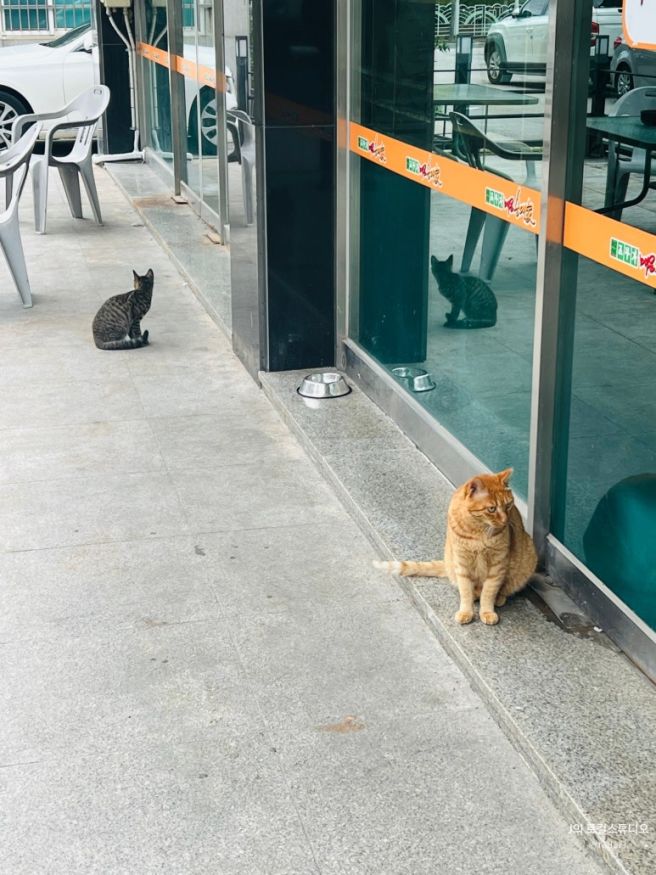 2025 춘천) 먹거리 여행(2) - 조부자매운순대가 만천점, 포지티브즈, 대원당