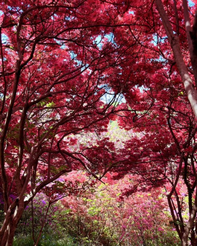 전주 겹벚꽃 명소 완산칠봉 꽃동산 이렇게 돌면 끝 (가는법 동선 주차 + 메르밀진미집)