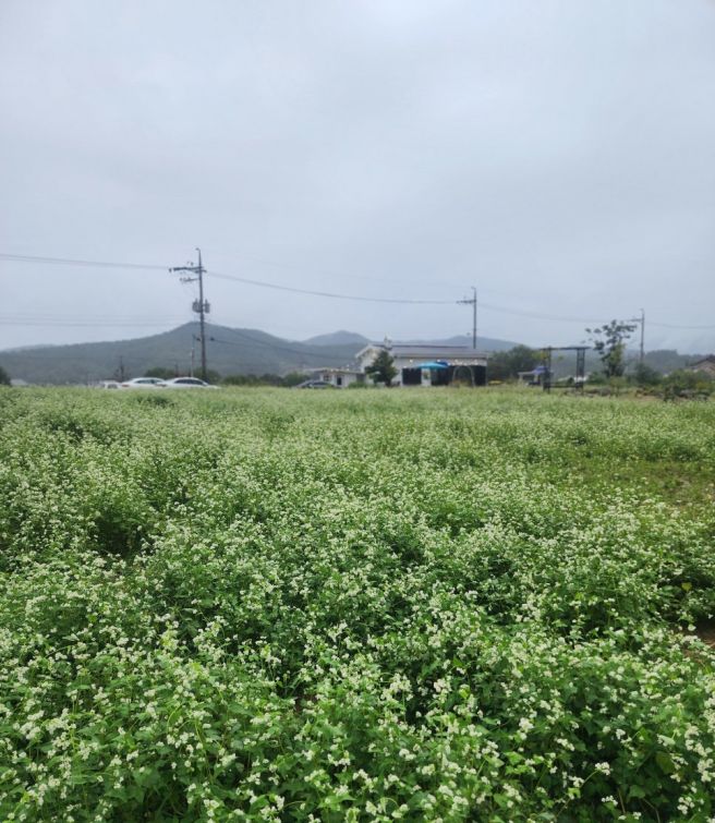 막국수로드 평창 봉평 현대막국수