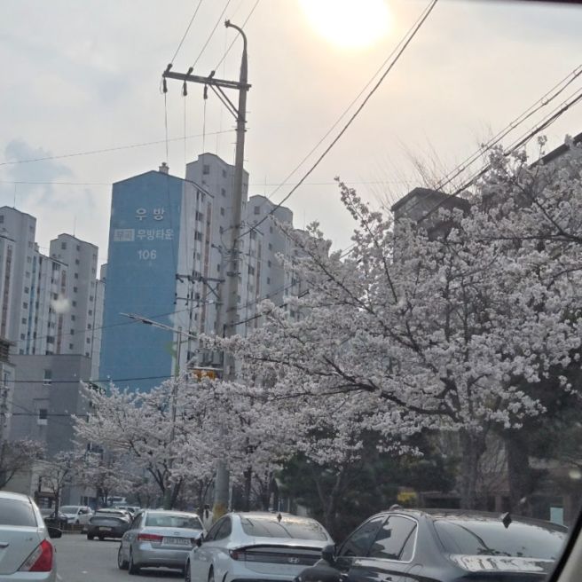 연화지 벚꽃놀이🌸
