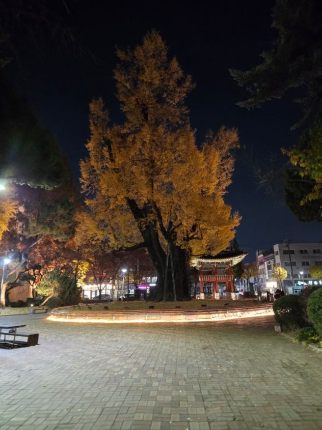 청주 중앙공원 주변 맛집 탐방기(더 글로리 은행나무 공원당 원조고추만두국집 쫄쫄호떡 에이피엠떡볶이)