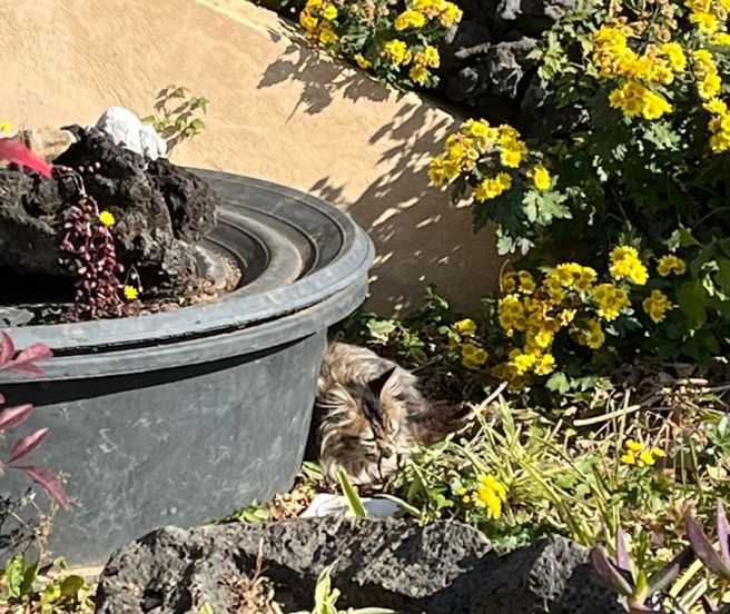 3일차 (사계화, 사계소희네국수, 용머리해변, 도도카페, 카멜리아힐, 성안교회, 보말과비바리, 제주공항)