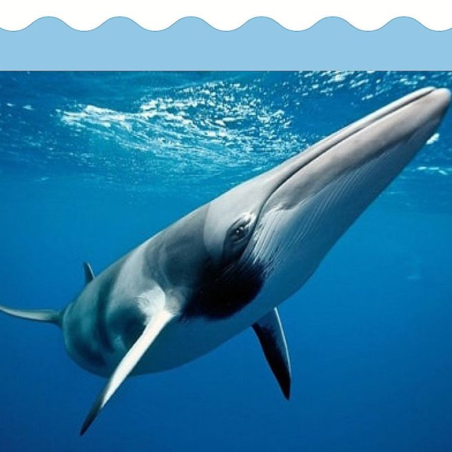 가을, 고래의 선물: 2025 울산고래축제 완벽 가이드