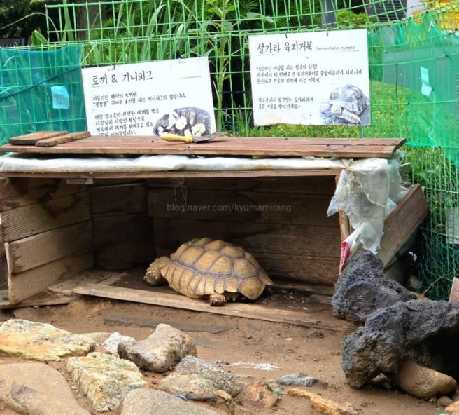 성복동 장수촌 누룽지 백숙 솔직 후기｜용인 수지 백숙 맛집