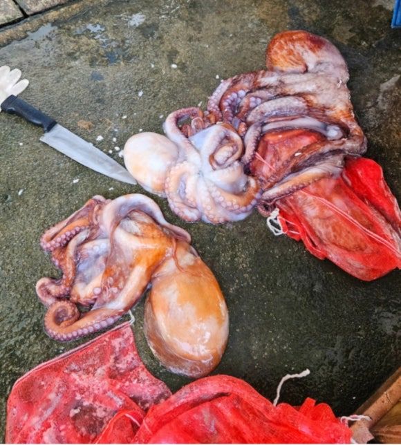 영주시장 백종원이 인정한 문어맛집 - 묵호문어집